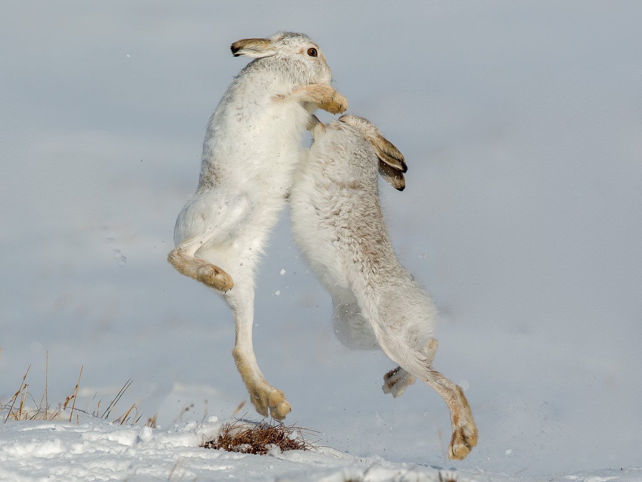 Обои природа, зайцы, defensive, горный заяц, nature, rabbits, mountain hare разрешение 2047x1248 Загрузить