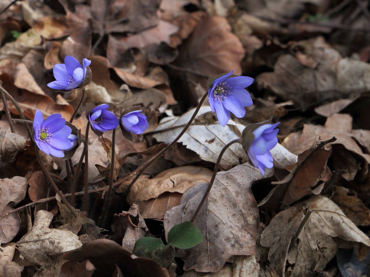 Обои цветы, природа, весна, печёночница, перелеска, hepatica nobilis, flowers, nature, spring, pechenocna, the coppice разрешение 1998x1336 Загрузить