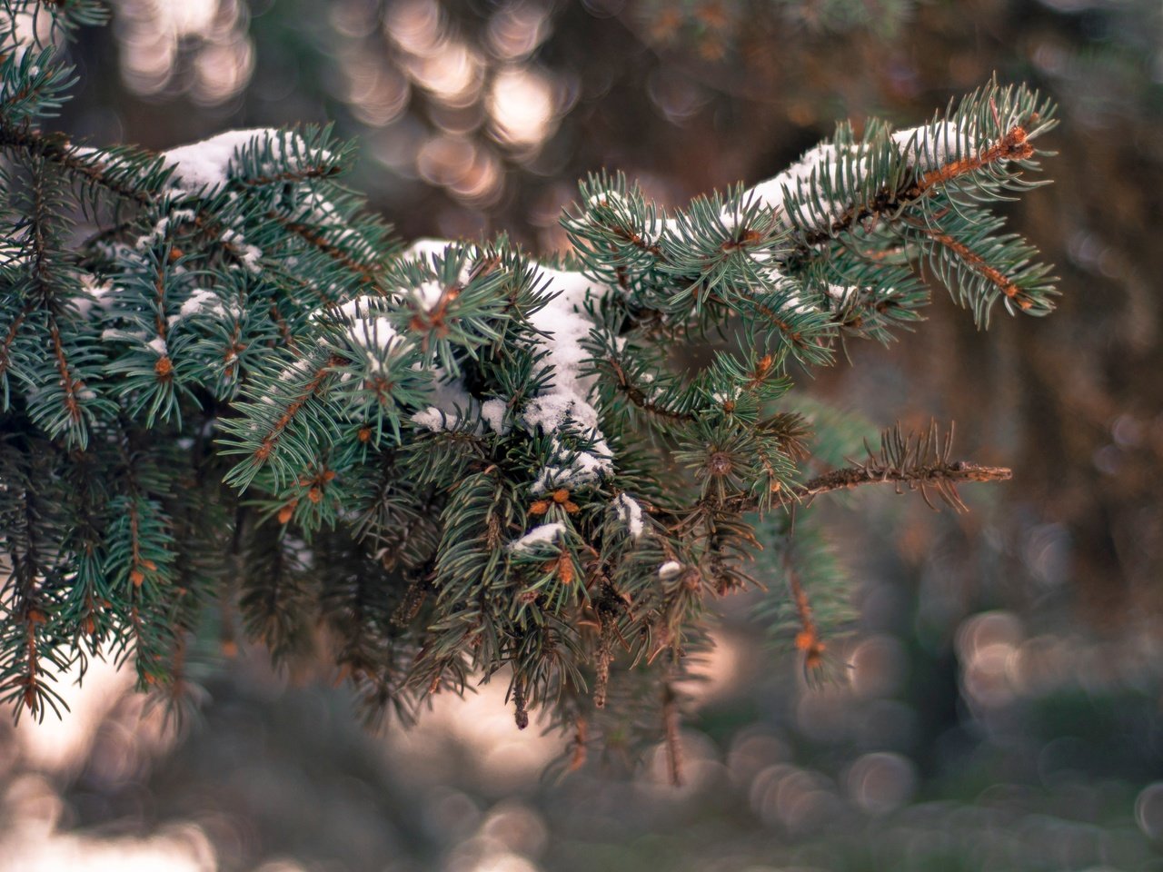 Обои снег, елка, хвоя, зима, ветки, иголки, snow, tree, needles, winter, branches разрешение 4288x2848 Загрузить