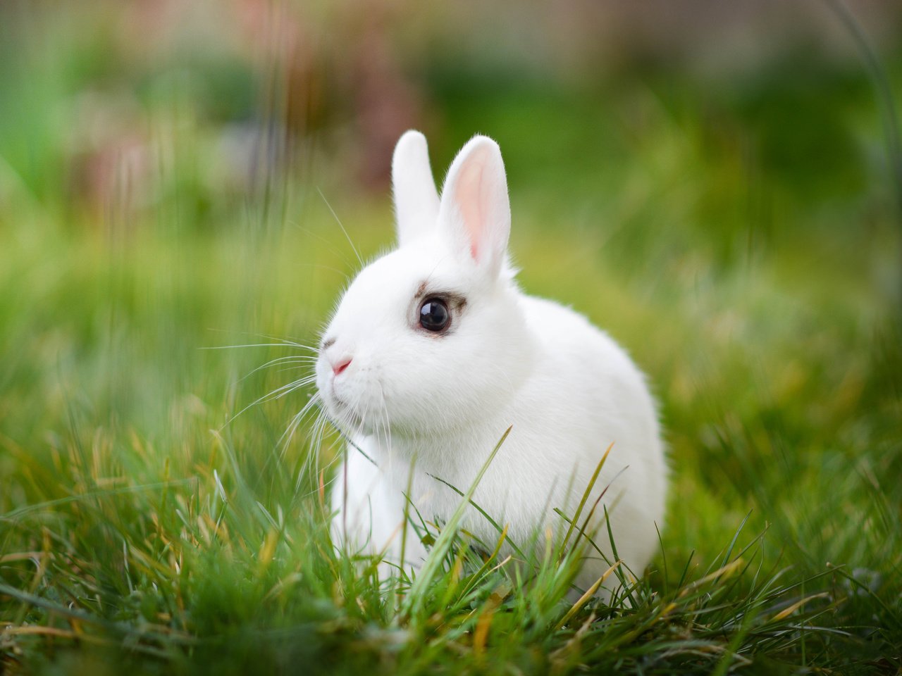 Обои трава, белый, кролик, боке, белый кролик, grass, white, rabbit, bokeh, white rabbit разрешение 4000x2667 Загрузить