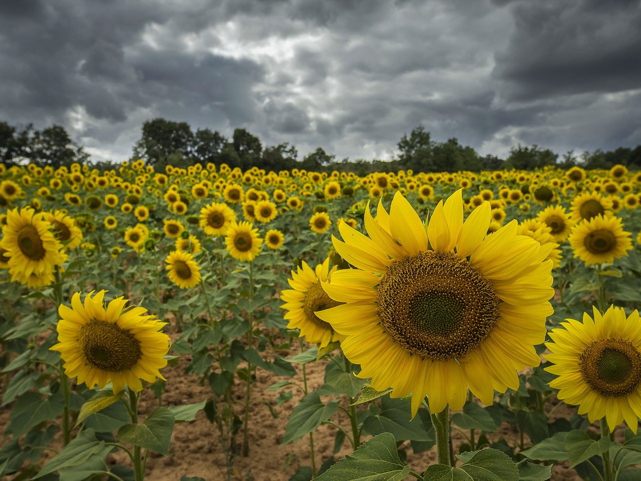 Обои цветы, природа, лето, подсолнухи, желтые лепестки, flowers, nature, summer, sunflowers, yellow petals разрешение 1920x1275 Загрузить