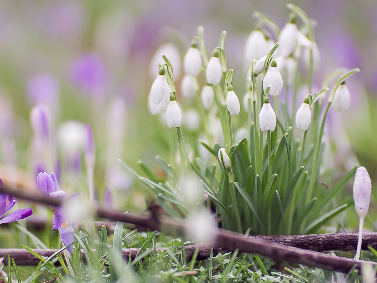 Обои цветы, макро, весна, подснежники, крокусы, боке, flowers, macro, spring, snowdrops, crocuses, bokeh разрешение 1920x1080 Загрузить