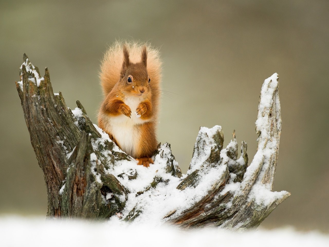 Обои зима, белка, рыжий, зверек, коряга, хвост, winter, protein, red, animal, snag, tail разрешение 2048x1309 Загрузить