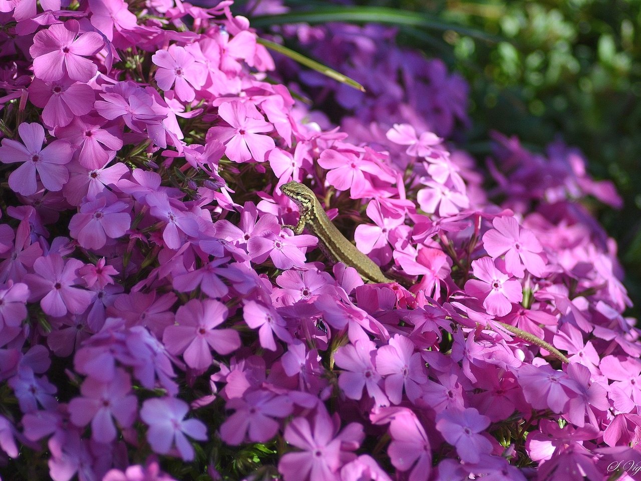 Обои свет, цветы, тень, ящерица, розовые, флоксы, light, flowers, shadow, lizard, pink, phlox разрешение 2048x1365 Загрузить