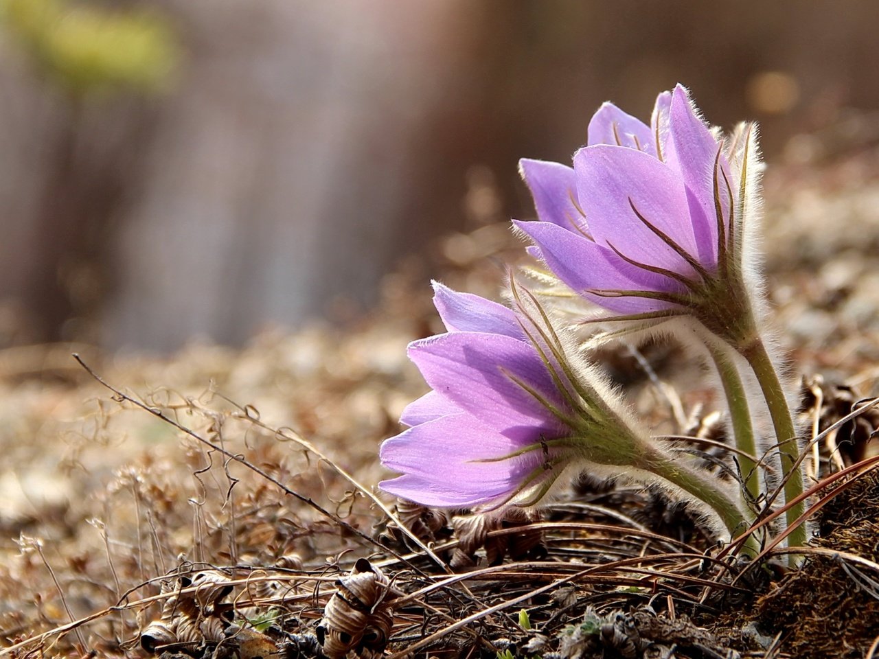 Обои весна, нежность, анемоны, сон-трава, прострел, spring, tenderness, anemones, sleep-grass, cross разрешение 1920x1236 Загрузить