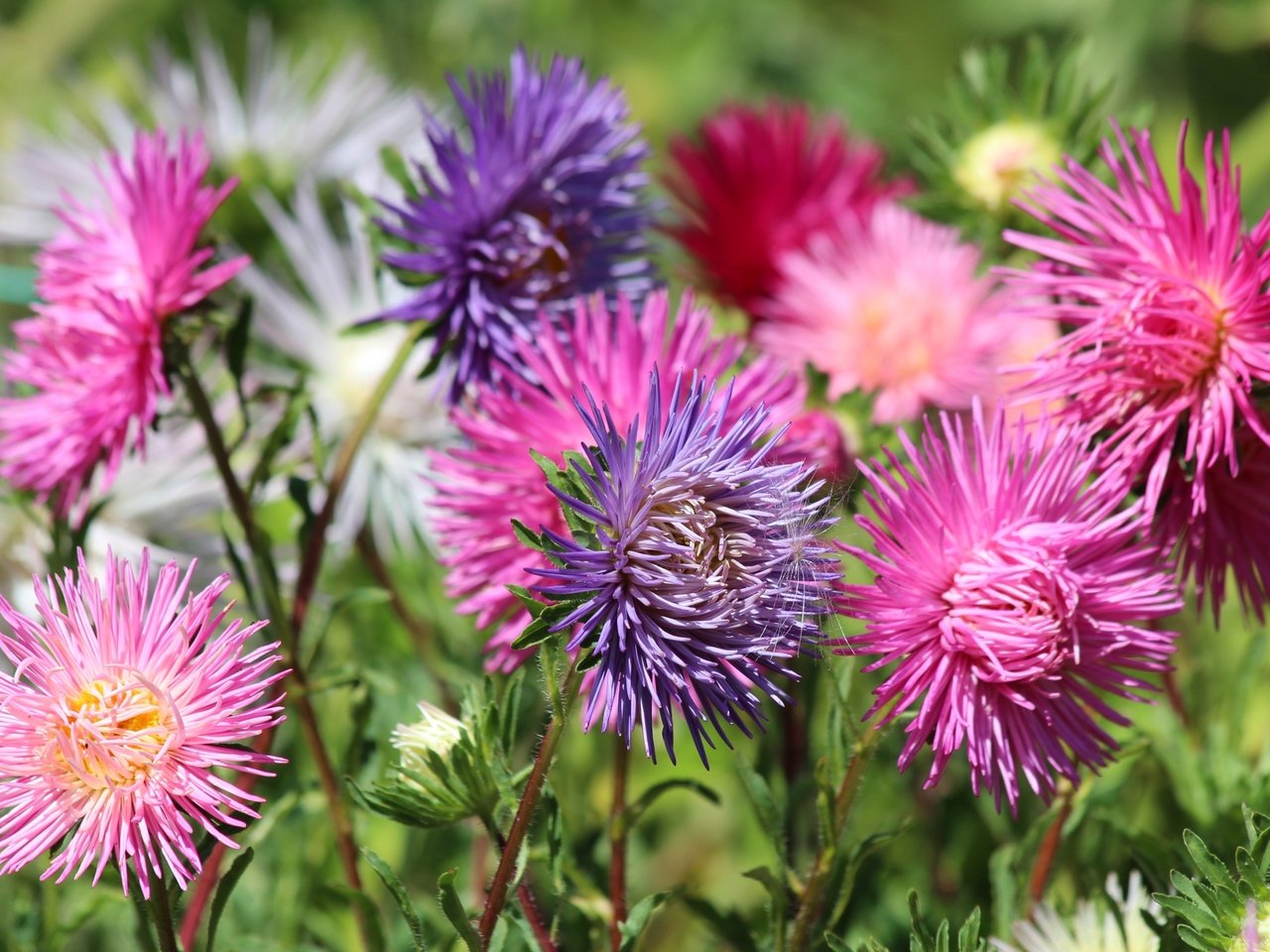 Обои разноцветные, осень, астры, colorful, autumn, asters разрешение 3000x2000 Загрузить