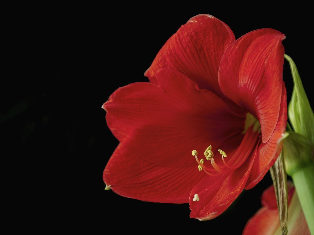 Обои макро, цветок, красный, черный фон, гиппеаструм, macro, flower, red, black background, there разрешение 2048x1403 Загрузить