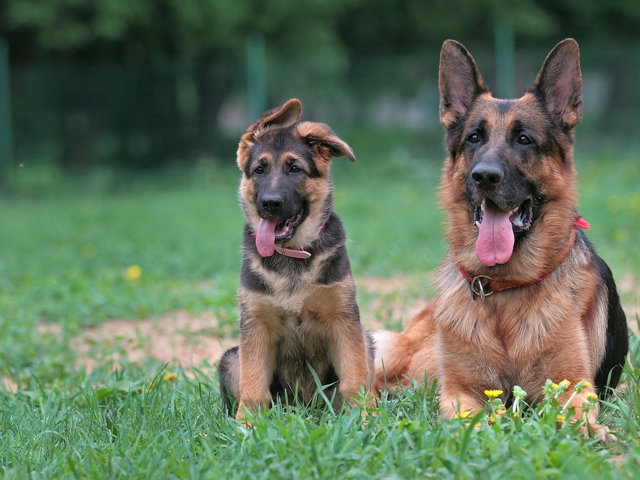 Обои щенок, мама, немецкая овчарка, овчарки, puppy, mom, german shepherd, shepherd разрешение 1920x1280 Загрузить