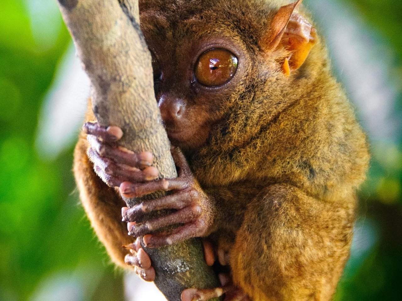 Обои глаза, ветка, примат, долгопят, eyes, branch, the primacy of, tarsier разрешение 1920x1200 Загрузить