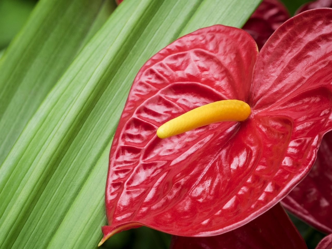 Обои макро, цветок, фламинго, красный, антуриум, macro, flower, flamingo, red, anthurium разрешение 2048x1355 Загрузить