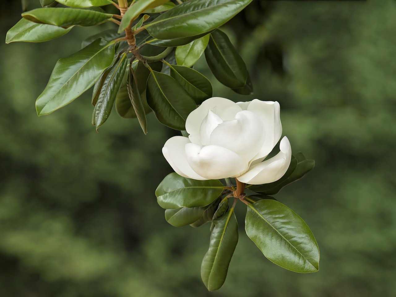 Обои ветка, белый, магнолия, branch, white, magnolia разрешение 2048x1365 Загрузить
