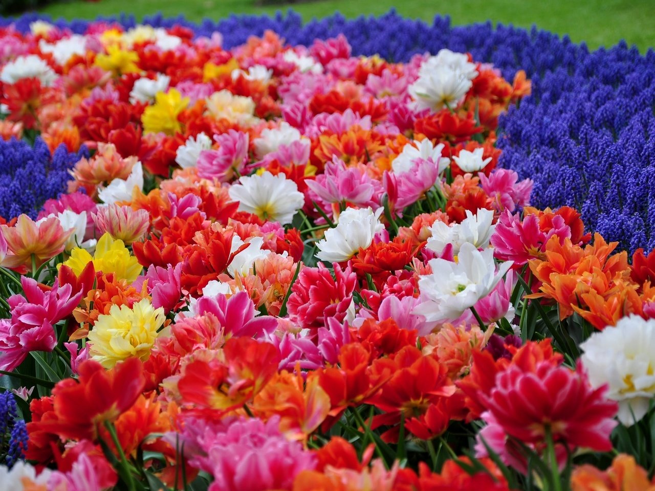 Обои цветы, парк, тюльпаны, гиацинты, flowers, park, tulips, hyacinths разрешение 2048x1360 Загрузить