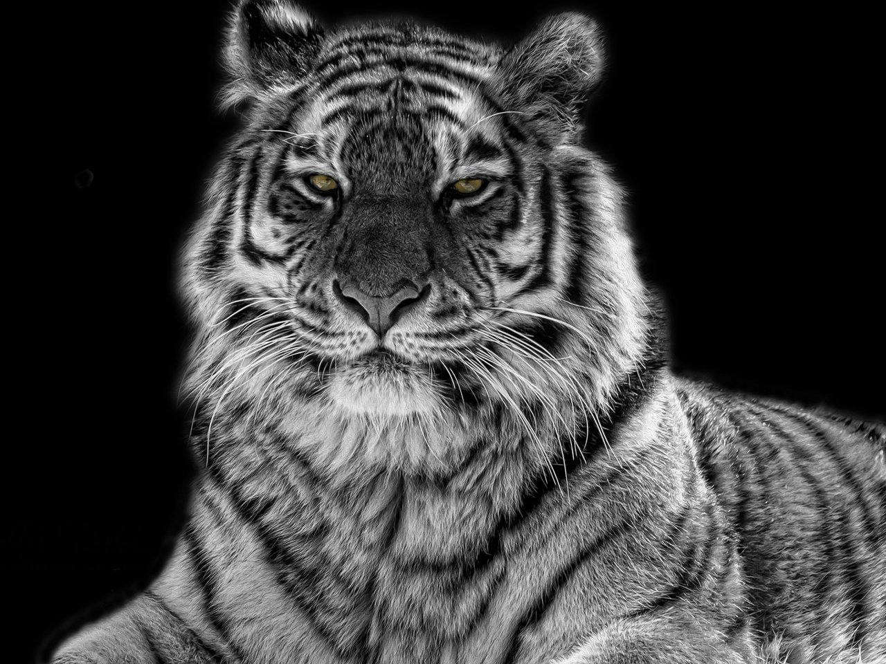 Обои тигр, глаза, хищник, чёрно-белый, tiger, eyes, predator, black and white разрешение 2048x1365 Загрузить