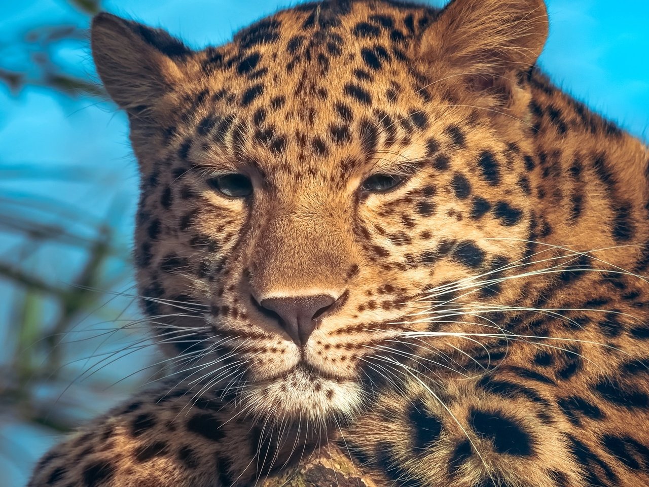 Обои портрет, леопард, пятна, portrait, leopard, spot разрешение 2048x1152 Загрузить