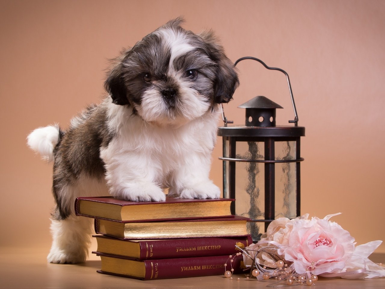 Обои книги, щенок, фонарь, ши-тцу, books, puppy, lantern, shih tzu разрешение 2400x1530 Загрузить