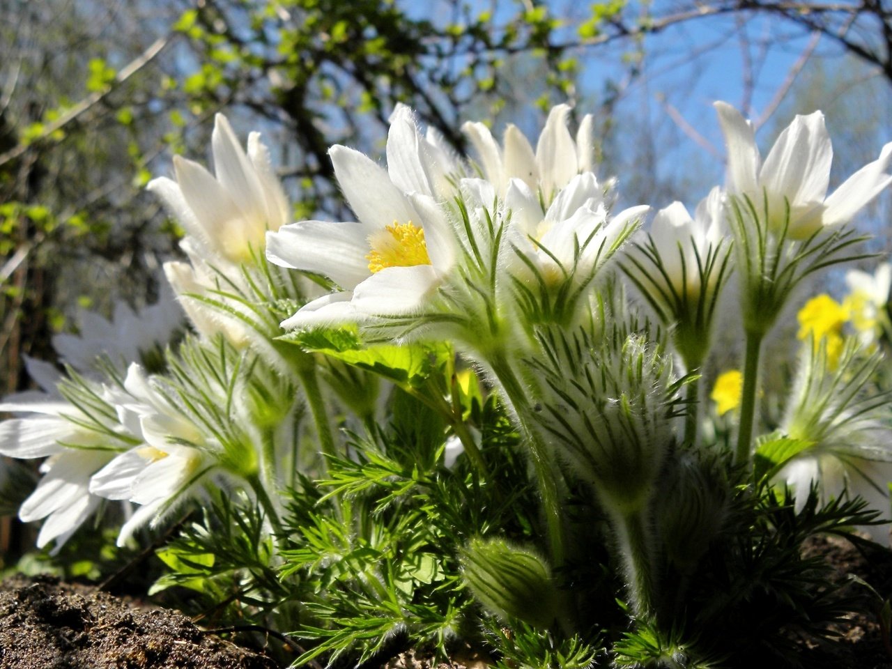 Обои макро, весна, анемон, сон-трава, macro, spring, anemone, sleep-grass разрешение 1920x1229 Загрузить