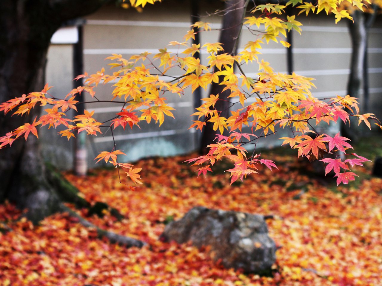 Обои дерево, листья, ветки, листва, осень, японии, осен, tree, leaves, branches, foliage, autumn, japan разрешение 2048x1365 Загрузить