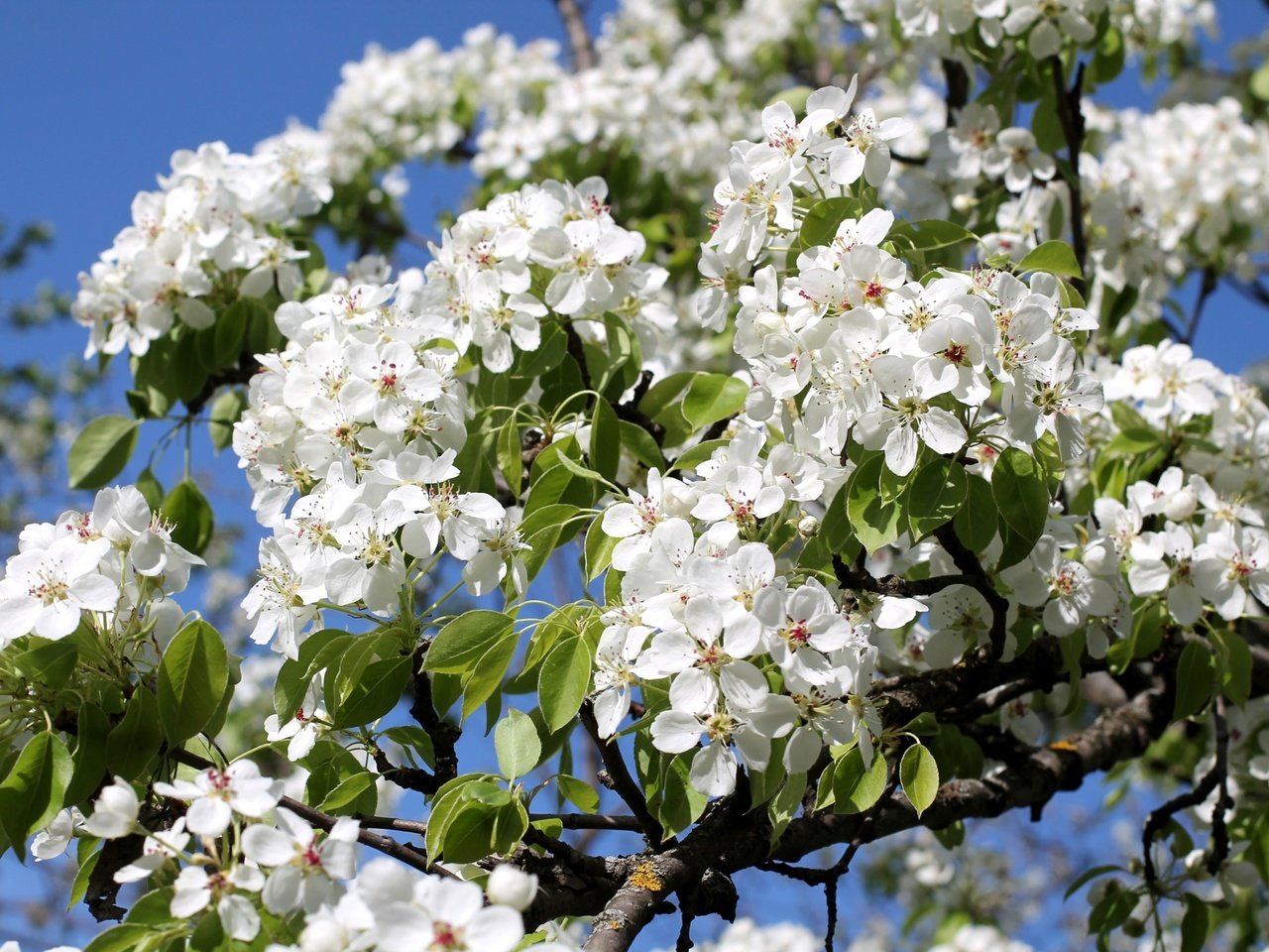 Обои дерево, цветение, ветки, весна, груша, tree, flowering, branches, spring, pear разрешение 2400x1600 Загрузить