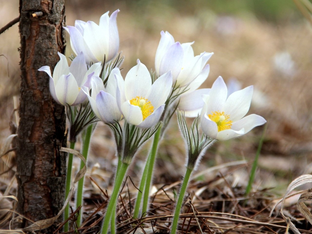 Обои весна, нежность, анемоны, сон-трава, spring, tenderness, anemones, sleep-grass разрешение 1920x1335 Загрузить