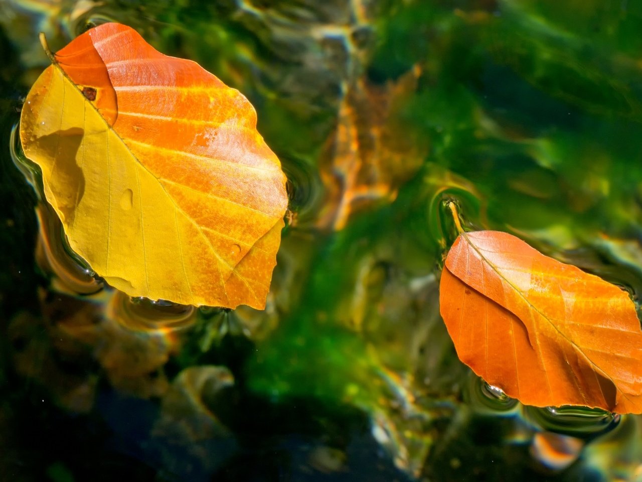 Обои вода, листья, осень, water, leaves, autumn разрешение 2048x1316 Загрузить