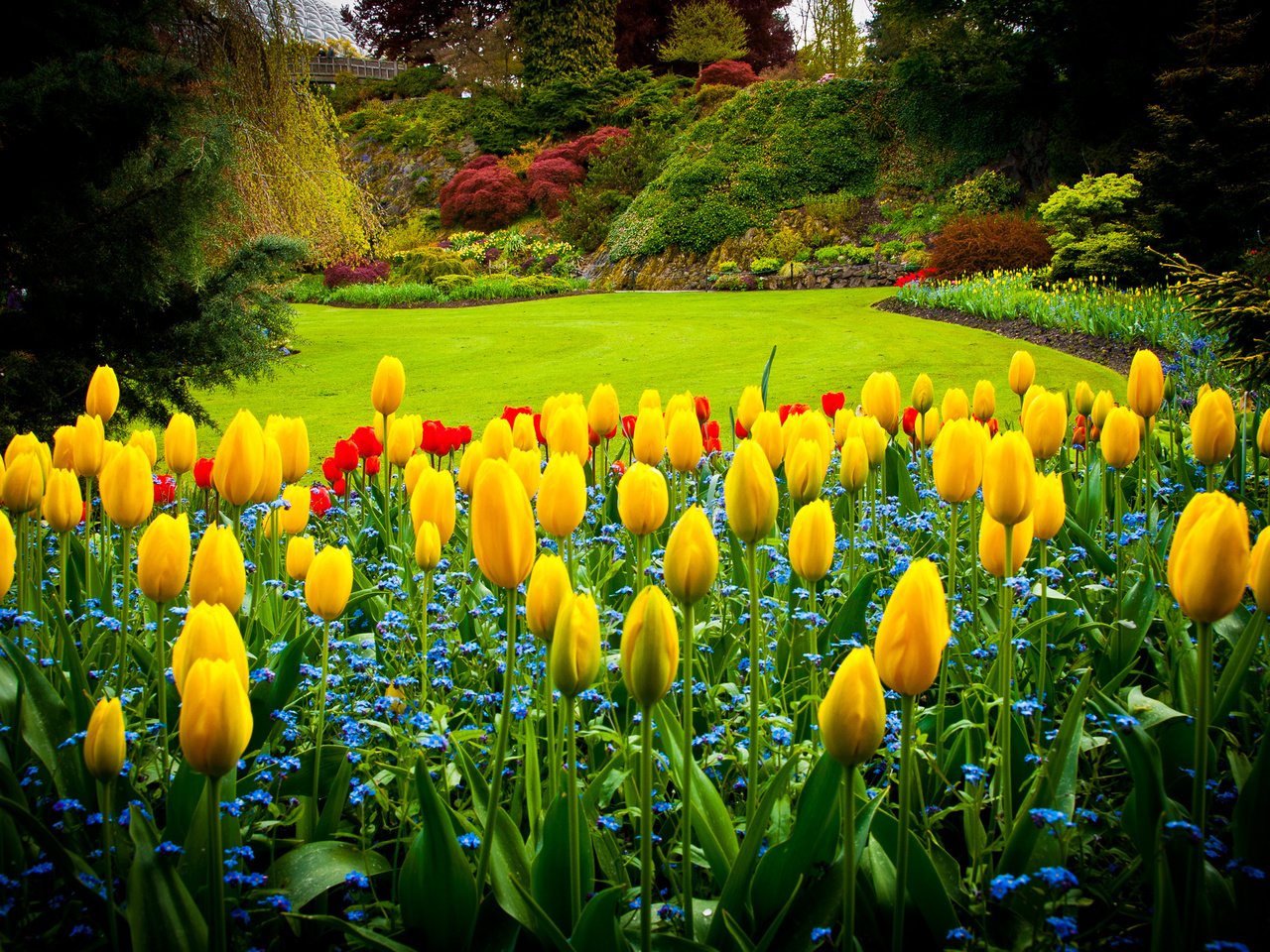 Обои парк, тюльпаны, канада, газон, queen elizabeth park, park, tulips, canada, lawn разрешение 2595x1724 Загрузить