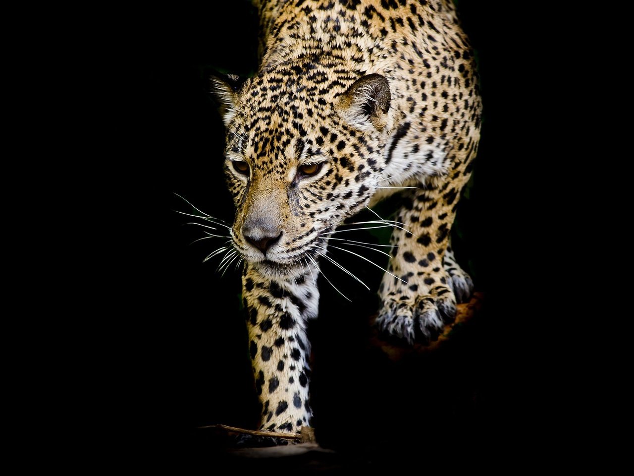 Обои кошка, леопард, хищник, черный фон, cat, leopard, predator, black background разрешение 1920x1279 Загрузить