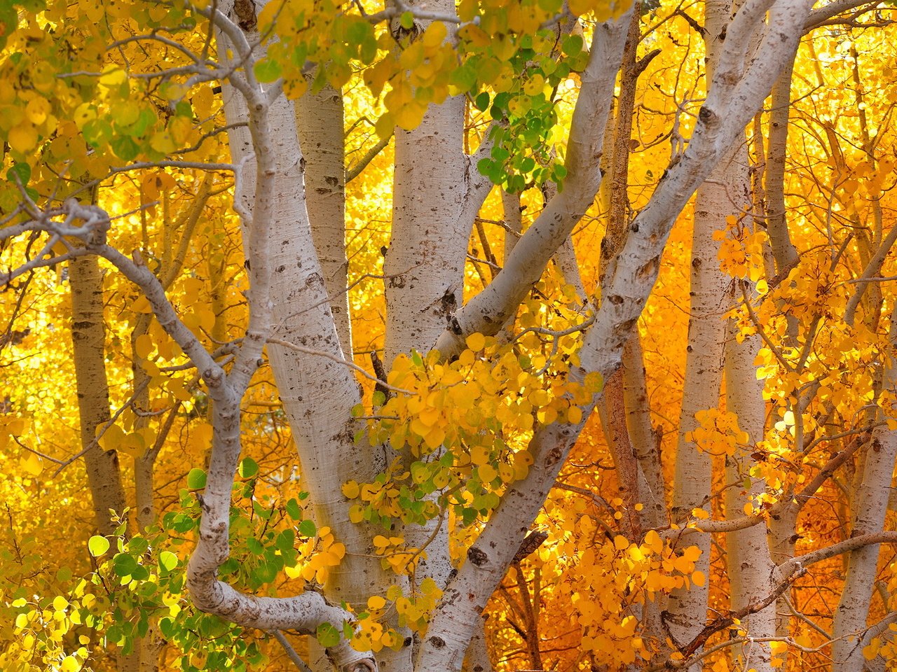 Обои деревья, осень, деревь, опадают, autumn colors, trees, autumn, fall разрешение 2247x1363 Загрузить