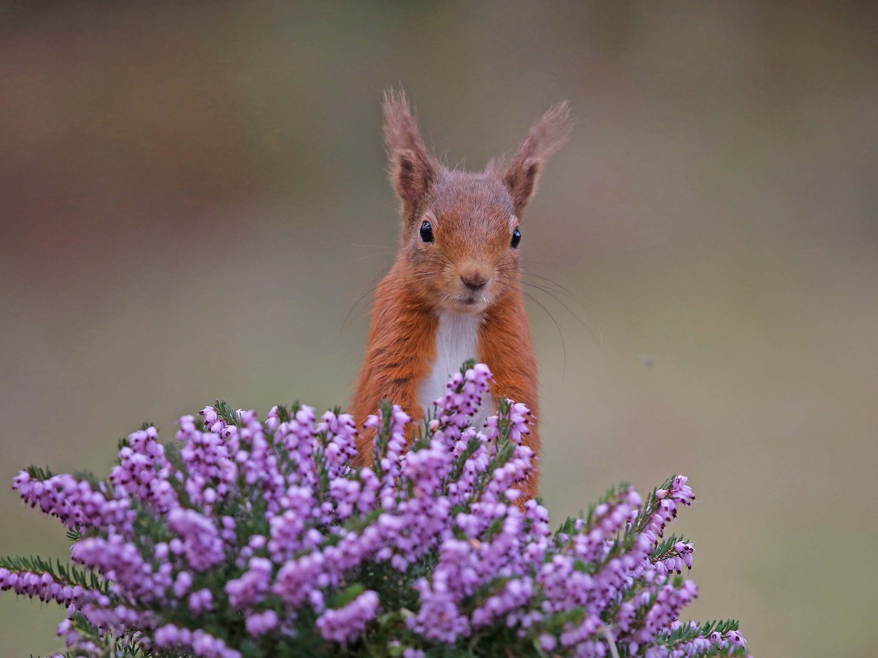 Обои цветы, рыжая, белка, белочка, вереск, грызун, flowers, red, protein, squirrel, heather, rodent разрешение 2048x1365 Загрузить