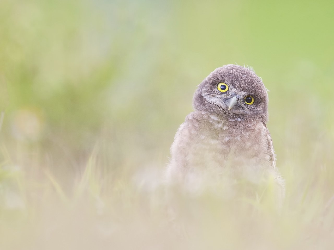 Обои сова, природа, фон, птица, burrowing owlet (athene cunicularia), owl, nature, background, bird разрешение 2047x1222 Загрузить