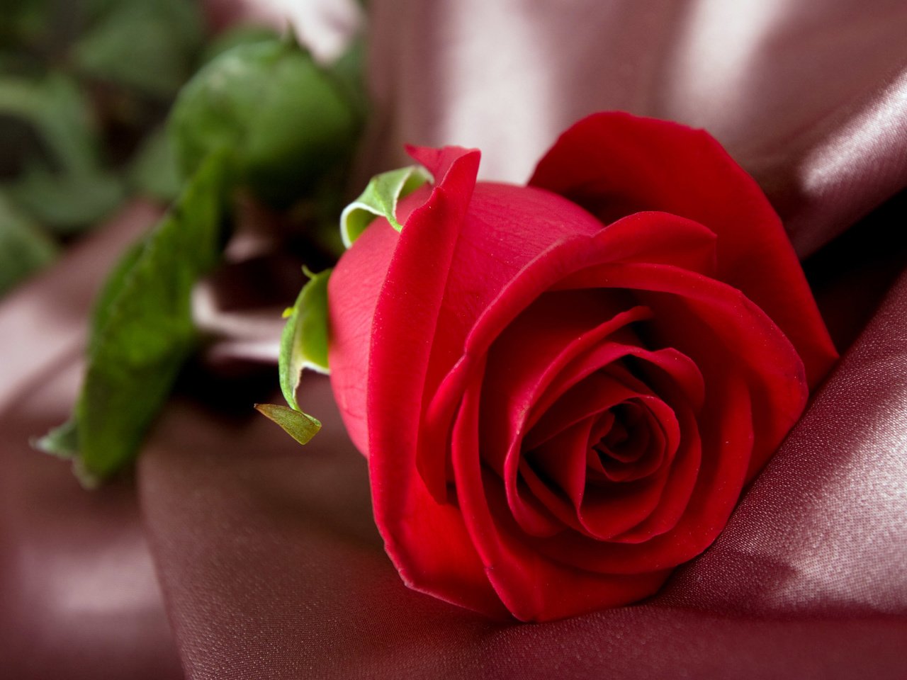 Обои цветок, роза, красная, ткань, flower, rose, red, fabric разрешение 2560x1600 Загрузить