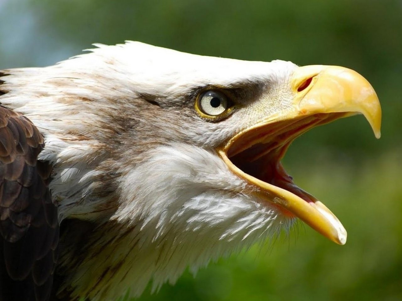 Обои орел, птица, клюв, перья, белоголовый орлан, eagle, bird, beak, feathers, bald eagle разрешение 1920x1080 Загрузить