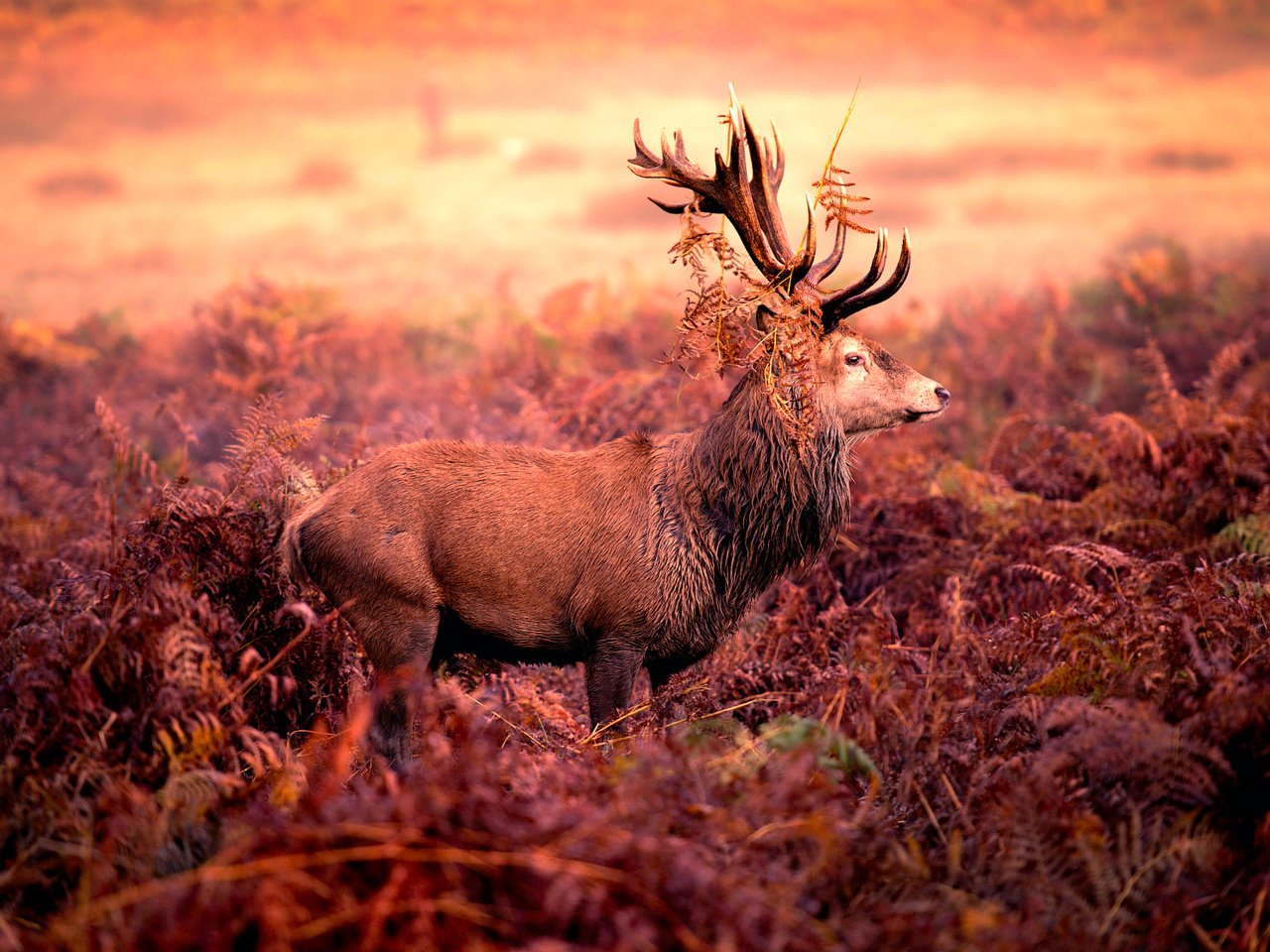 Обои олень, рога, red deer stag, deer, horns разрешение 2048x1273 Загрузить