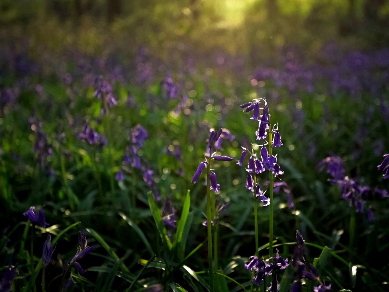 Обои цветы, природа, фон, колокольчики, flowers, nature, background, bells разрешение 4967x3311 Загрузить