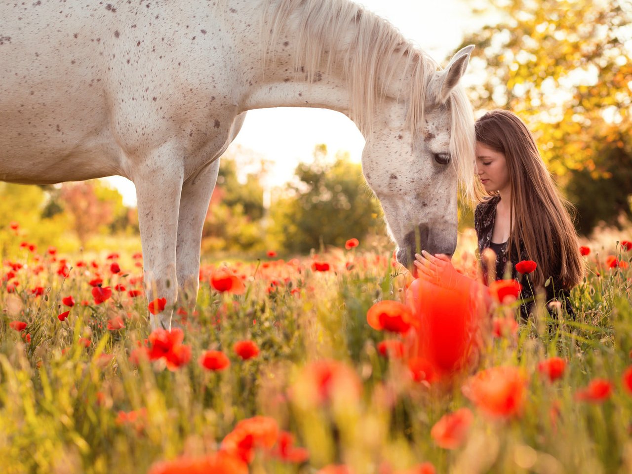 Обои цветы, лошадь, природа, девушка, профиль, конь, длинные волосы, маковое поле, flowers, horse, nature, girl, profile, long hair, poppy field разрешение 2048x1366 Загрузить