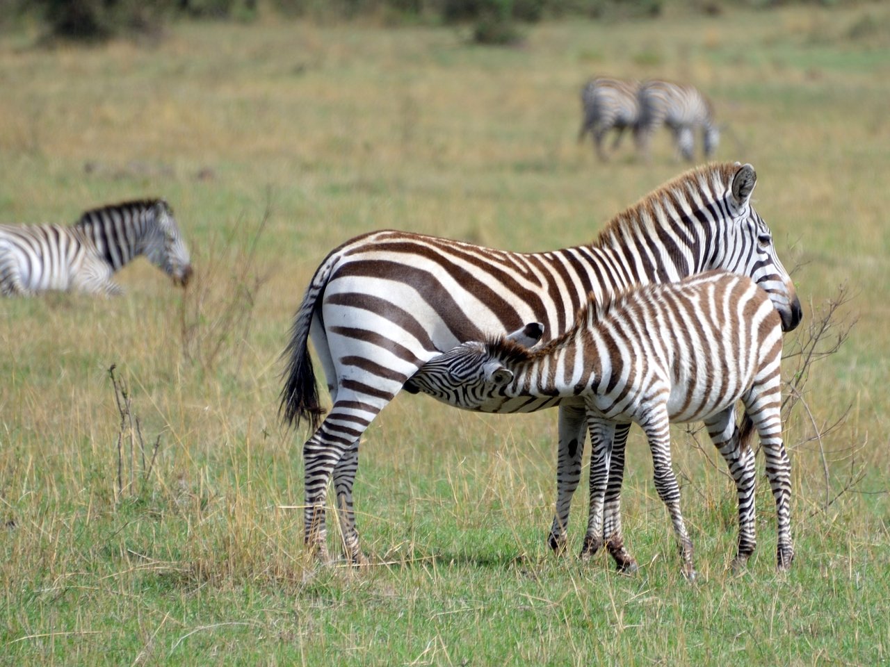 природа животные зебры nature animals Zebra бесплатно