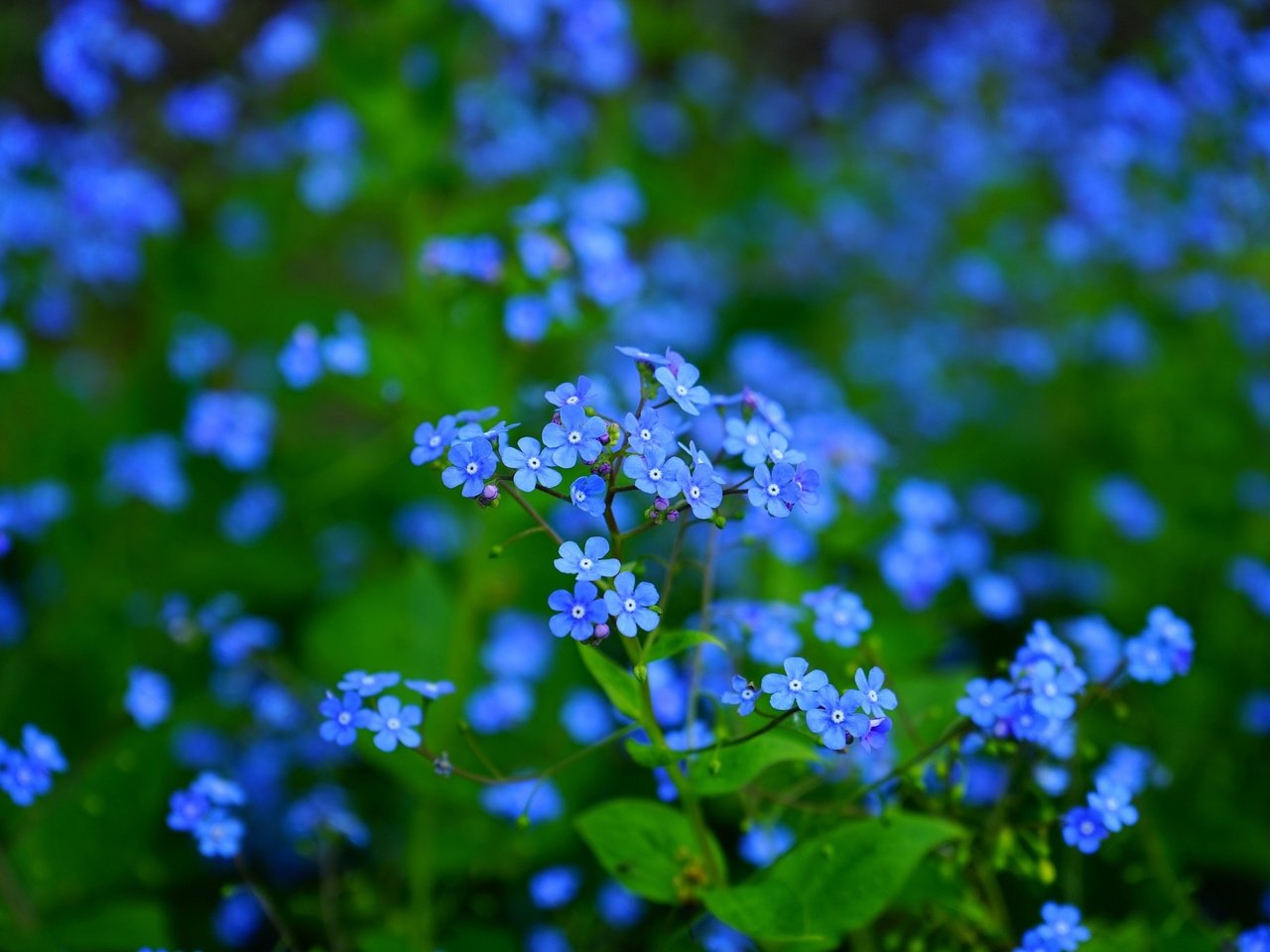 Обои цветы, листья, макро, лепестки, размытость, незабудки, синие, flowers, leaves, macro, petals, blur, forget-me-nots, blue разрешение 1920x1280 Загрузить
