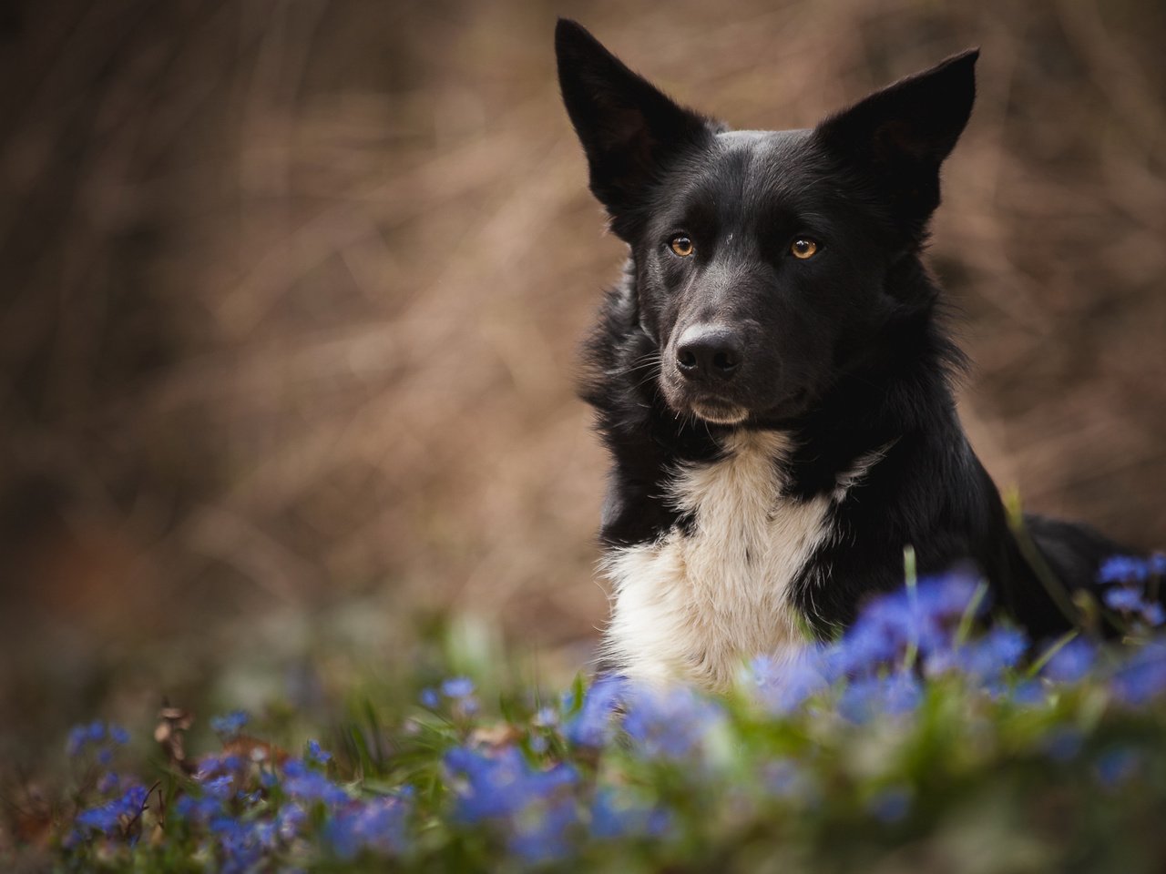 Обои цветы, лето, собака, луг, черная, flowers, summer, dog, meadow, black разрешение 2048x1152 Загрузить