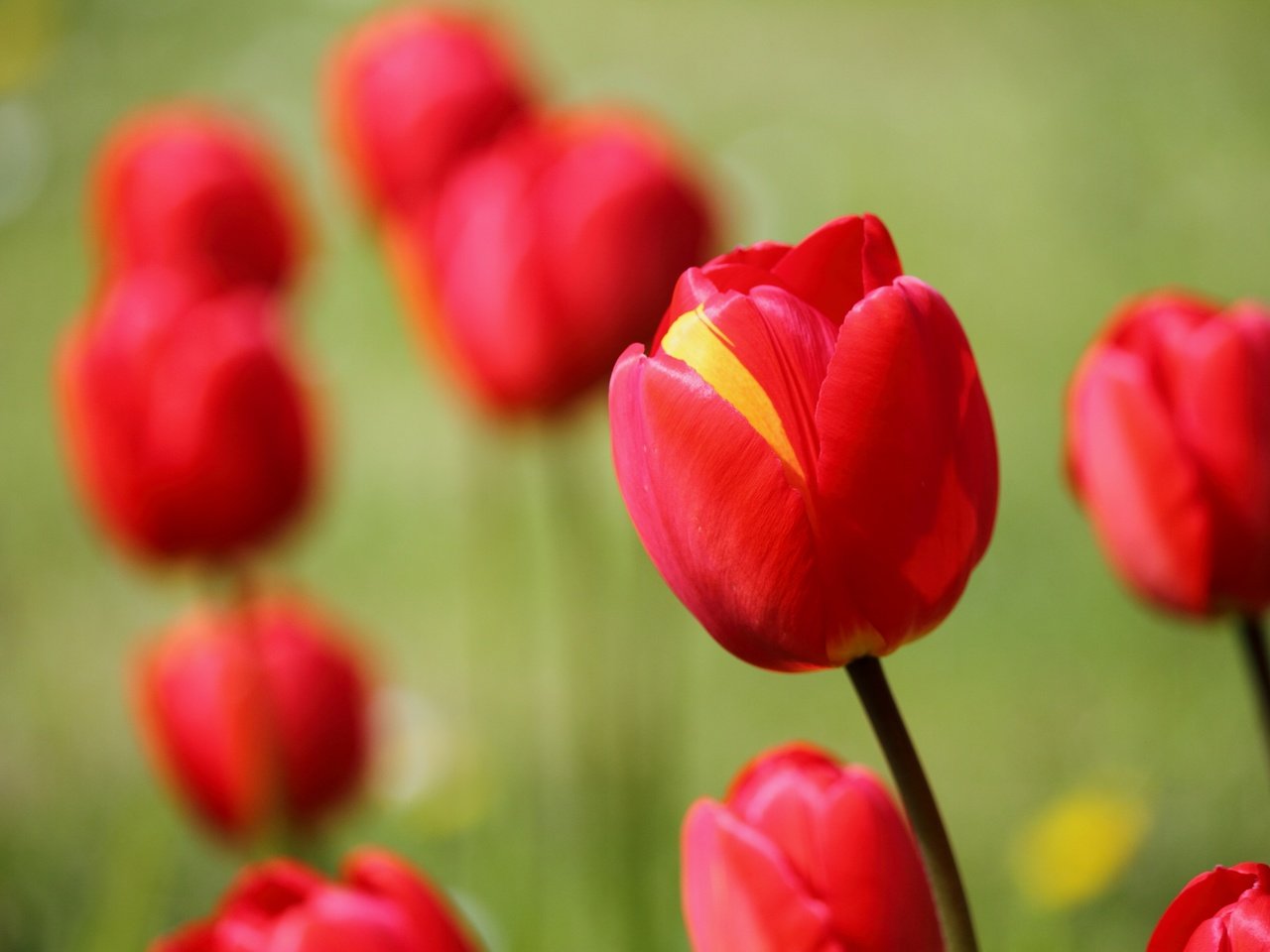 Обои цветы, фон, тюльпаны, flowers, background, tulips разрешение 2880x1920 Загрузить