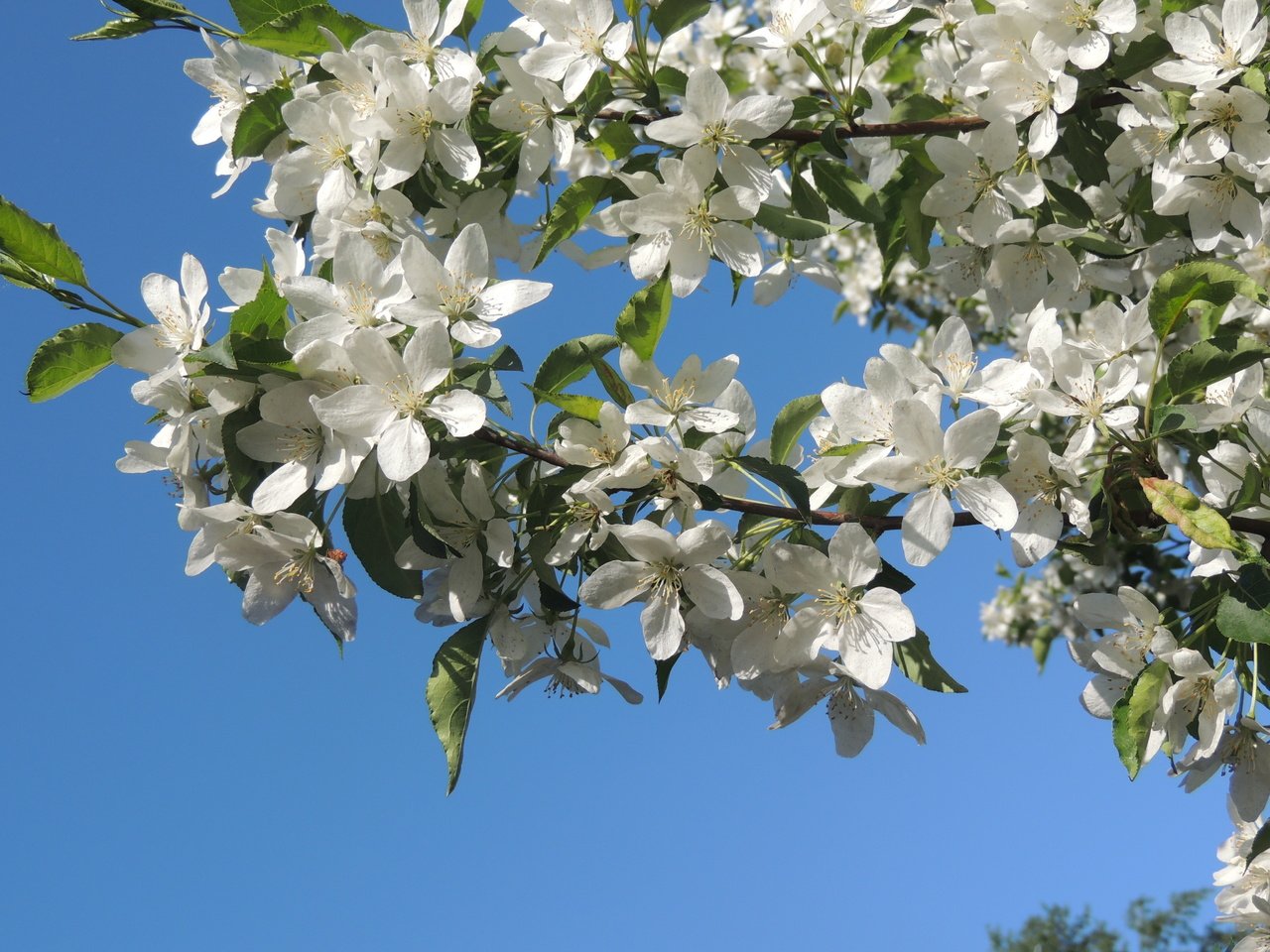 Обои небо, цветение, яблоня, голубое, the sky, flowering, apple, blue разрешение 4608x3456 Загрузить