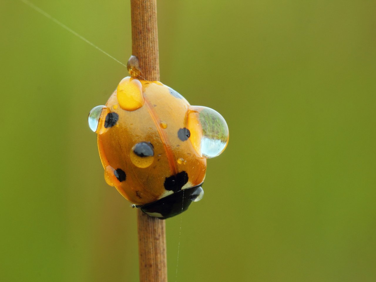 Обои вода, насекомое, роса, капли, божья коровка, стебель, water, insect, rosa, drops, ladybug, stem разрешение 2048x1211 Загрузить