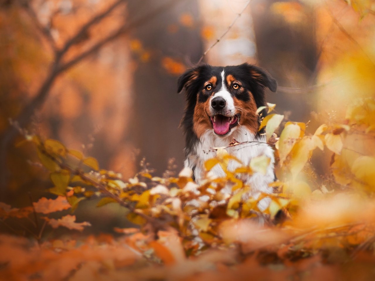 Обои взгляд, осень, собака, друг, бордер колли, look, autumn, dog, each, border collie разрешение 2047x1243 Загрузить