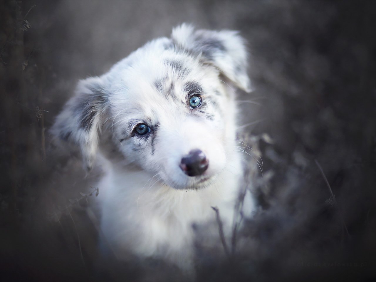 Обои взгляд, собака, друг, бордер-колли, alicja zmysłowska, look, dog, each, the border collie разрешение 1920x1280 Загрузить