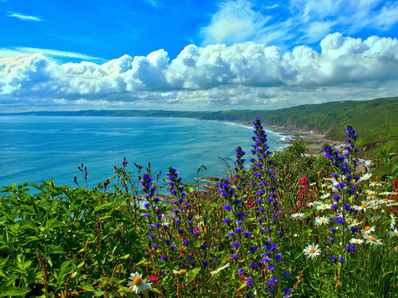 Обои цветы, море, побережье, залив, англия, корнуолл, whitsand bay, облака англия, flowers, sea, coast, bay, england, cornwall, cloud england разрешение 2048x1238 Загрузить