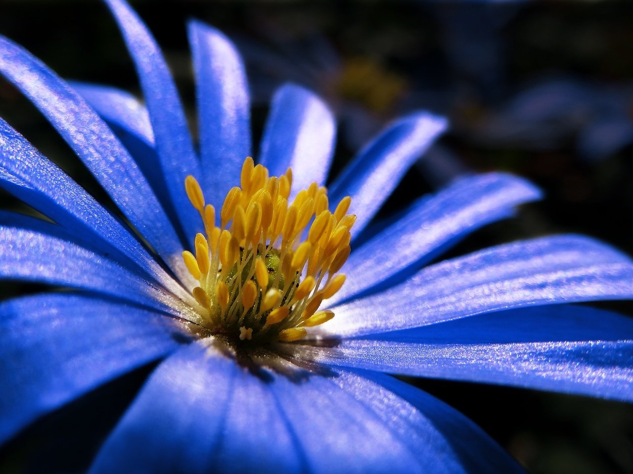 Обои макро, синий, цветок, лепестки, весна, анемон, macro, blue, flower, petals, spring, anemone разрешение 1920x1352 Загрузить