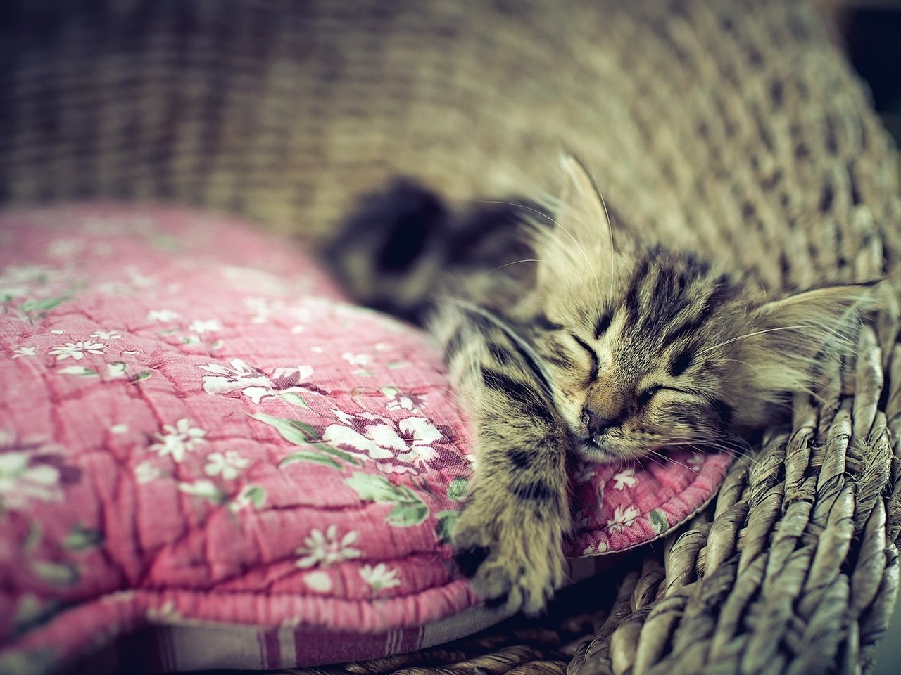 Обои кошка, сон, котенок, дом, уют, cat, sleep, kitty, house, comfort разрешение 1920x1294 Загрузить