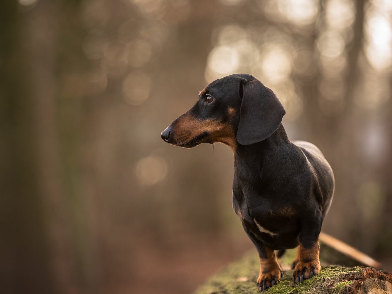 Обои взгляд, собака, друг, такса, jopie, davy, look, dog, each, dachshund разрешение 5346x3569 Загрузить