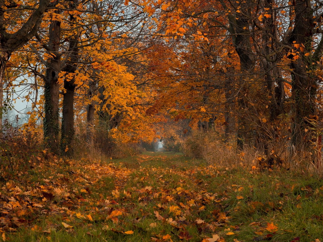 Обои природа, листья, осень, nature, leaves, autumn разрешение 2048x1171 Загрузить