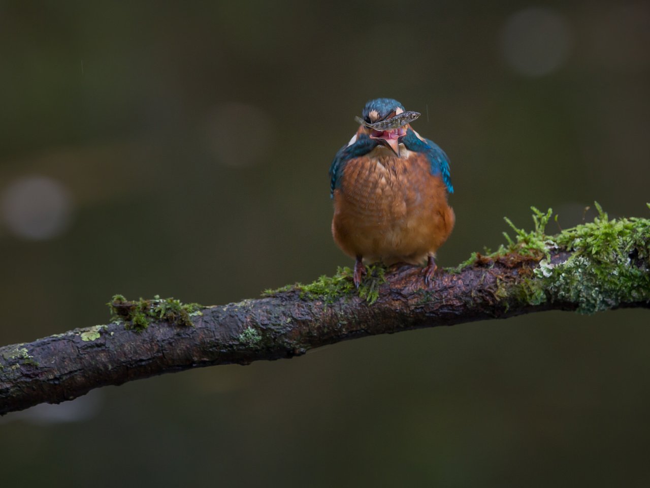 Обои ветка, природа, птица, мох, рыба, зимородок, branch, nature, bird, moss, fish, kingfisher разрешение 2048x1365 Загрузить