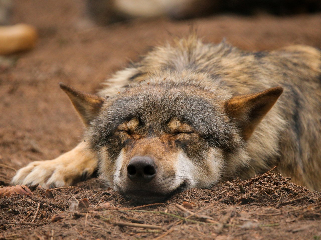 Обои природа, спит, волк, quiet-bliss, nature, sleeping, wolf разрешение 2000x1333 Загрузить