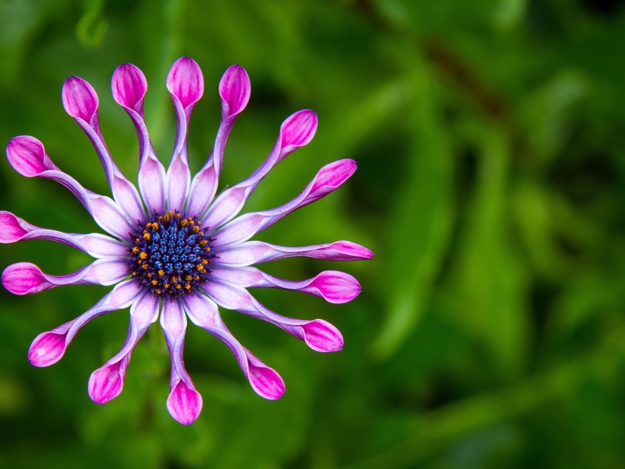 Обои природа, макро, цветок, лепестки, фиолетовый, зеленый фон, цветком, african spoon daisies, nature, macro, flower, petals, purple, green background, spoon daisies african разрешение 4553x2550 Загрузить